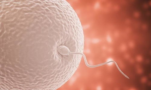 精子卵子能存活多久？备孕一定要看！