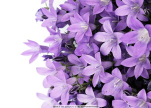 紫色花图片大全及花名 图片搜索