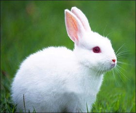兔子的样子是什么 
