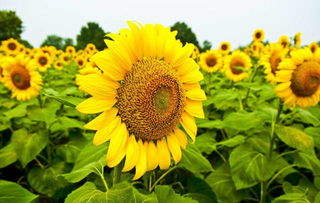太阳花的样子和特点描写,向日葵的特点描写
