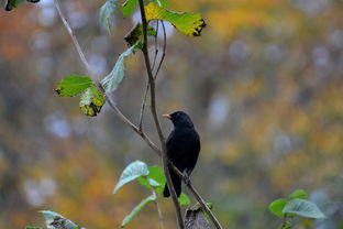 黑鸟,鸟,性质,黑色,动物 