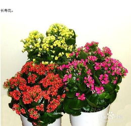 春节期间家里适合摆放什么花或者绿植 