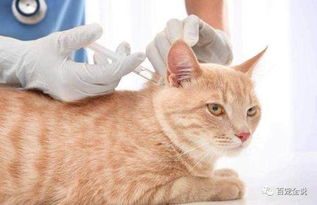 为什么要给猫咪打疫苗,不出门的猫也要打么,大概多少钱 