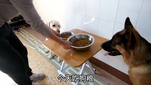狗狗抱怨天天吃狗粮,主人决定带它们吃大餐,结局却让人哭笑不得 