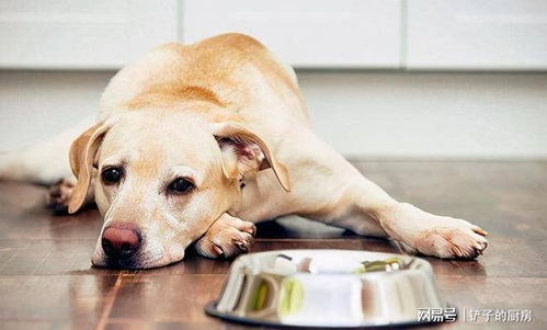 你家狗不吃狗粮 主人你知道它是生病了,还是因为挑食