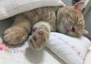 猫咪老爱霸占枕头睡,主人一怒之下做了个 小的 ,莫名的喜感