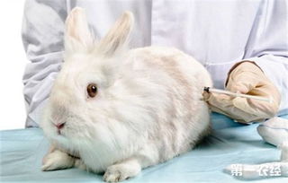 怎么给兔子用药 给兔子用药的方法