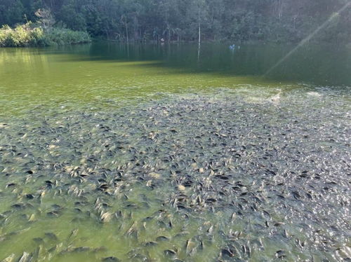 青山绿水养好鱼 十万山瑶族乡溪水鱼养殖 