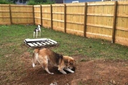 家里的狗狗在园子里疯狂挖洞洞,结果是为了泡温泉 网易订阅 