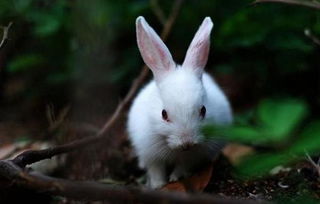兔子的五个养殖技巧介绍,小兔子怎样喂养才能长大