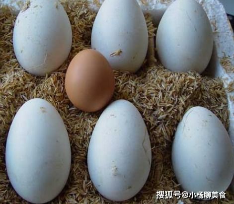 鹅蛋的做法 鹅蛋的六种做法
