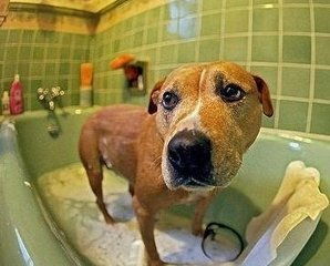 小狗洗澡的时候怎样防止水进入耳朵 