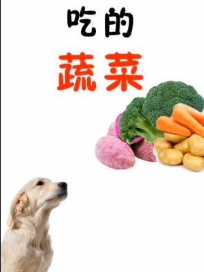 宠物告诉你狗狗适合吃哪些蔬菜 