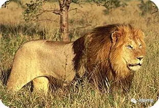 巴巴里狮子的历史与灭绝过程 