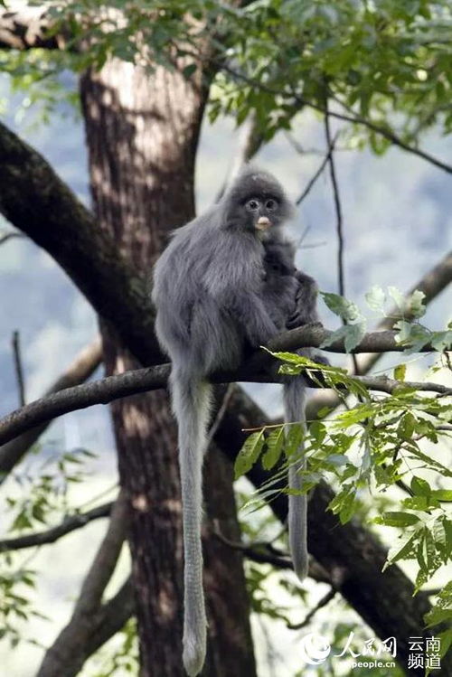 云南景东 国家一级保护动物灰叶猴超过2000只 