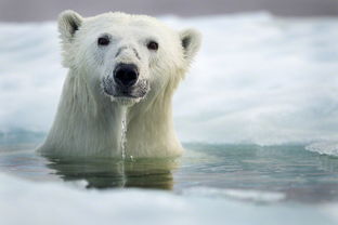 动物摄影 水中北极熊