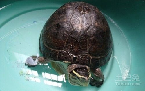 安布闭壳龟及饲养条件介绍 安布闭壳龟的价格