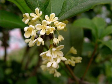 桂花树长什么样子,桂花树有哪些品种？一般栽下后几年开花？什么品种开花次数多