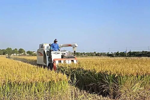 种植大户承包土地不挣钱 我们都忽视了这个问题