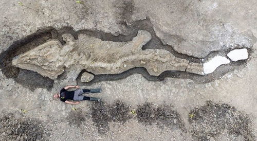 英国发现1.8亿年前鱼龙化石 巨大头骨重一吨