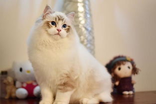 布偶猫价格一览表2021,1299买一只布偶贵吗？