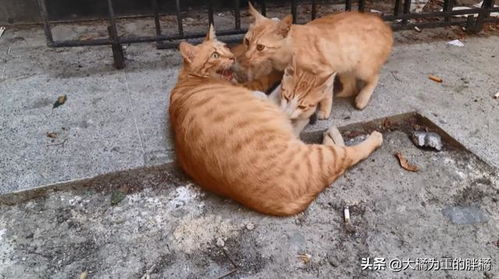 猫妈妈即将分娩,还得分心给3只小猫喂奶,生下5个孩子后它睡着了