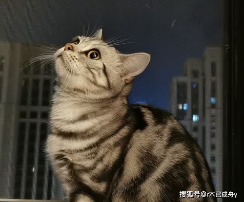 猫咪为什么要喝羊奶粉