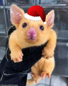 真 皮卡丘 澳洲惊现罕见金色负鼠,形似宠物小精灵在网上爆红