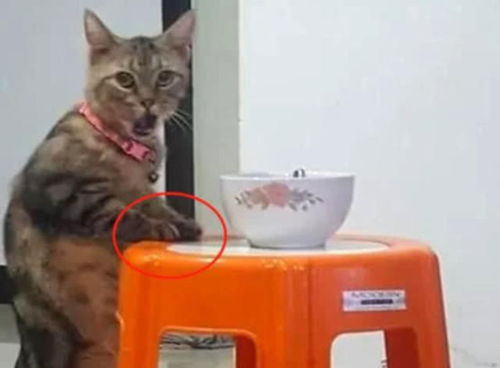 碗中的饭被猫咪偷吃,主人刚欲上去教训,却被它转头的表情逗笑