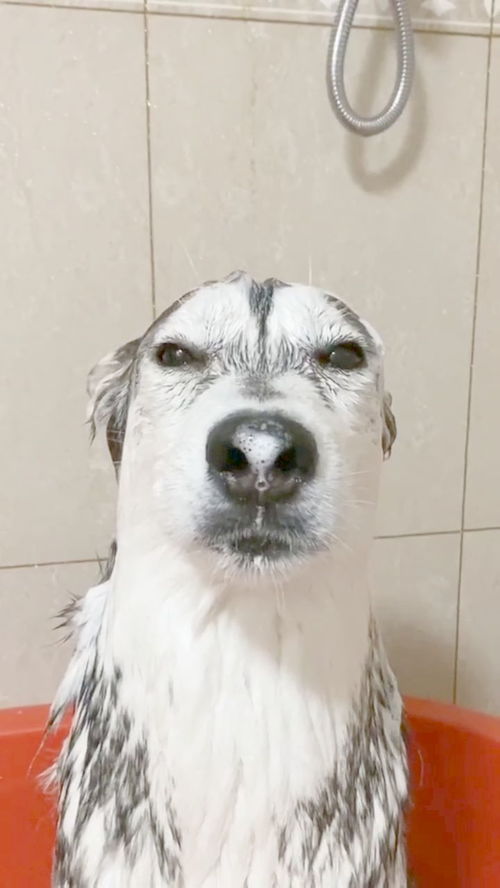 当狗子,不想洗澡时 