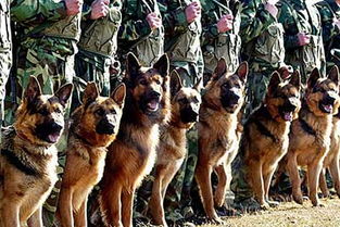 西班牙军犬训练中心探秘 训练严格淘汰残酷 