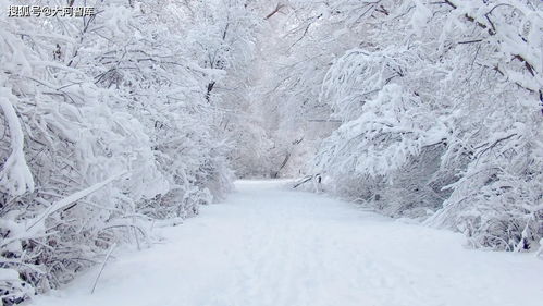 今日 大雪 在诗词中,体会大雪纷飞