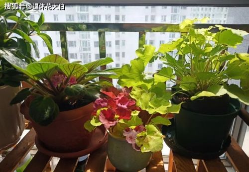 养花种草,用这3样 水 充当肥料,植物根叶全能受益