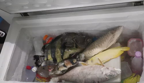 桂鱼杀了冷藏还是冷冻,新鲜桂鱼的保存方法是什么