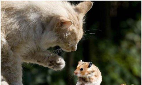 老鼠真的怕猫吗 浅谈老鼠的天敌