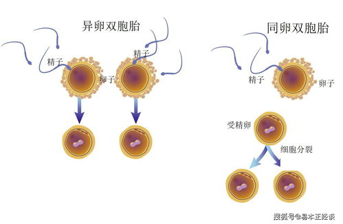 双胞胎指纹一样吗