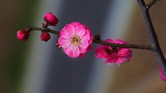 三生肖再也惹不起 3月9号事业顺风顺水,天天都是好日子