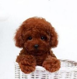图 出售纯种玩具小体红泰迪 成都宠物狗 
