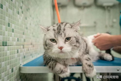 如何自己在家给猫咪洗澡 学会这三招轻松搞定