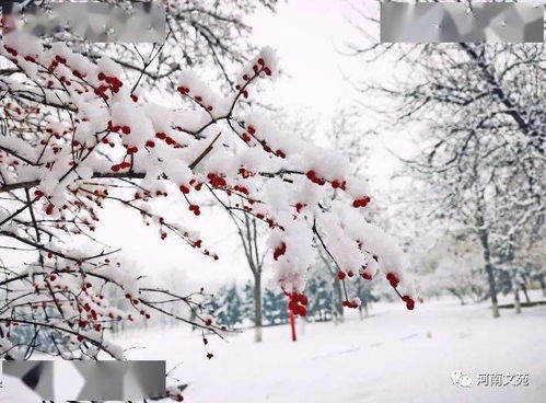 落雪缤纷踏雪而行