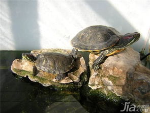 乌龟冬天怎么养 乌龟冬天养殖方法,看了就明白