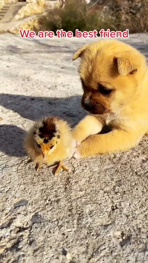 小鸡和小狗是朋友 小萌狗 