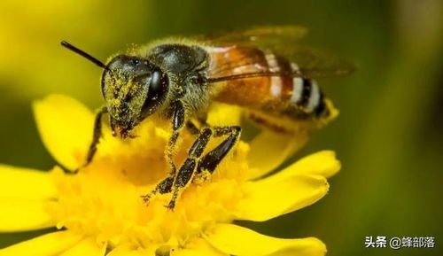 长达180天以上,蜜蜂的生命 暂停 ,如何做到的 冬天最明显