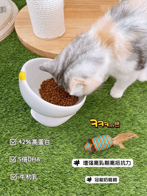 小猫多大可以吃猫粮,离乳期小奶猫喂养全攻略