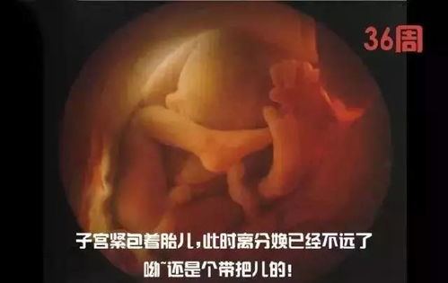 七个月的胎儿图(胎儿在妈妈肚子里的发育情况是怎样的妮)