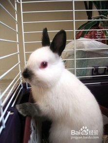 如何训练兔子在兔厕所或固定的地点大小便 
