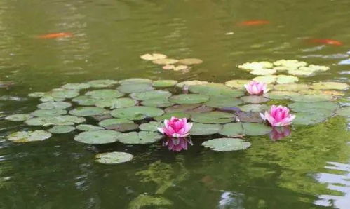 心醉泰州好风景,花开时节愿逢君