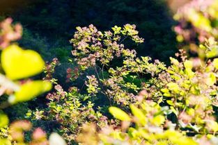 一个以 花 命名的乡居民宿 黄栌花开 