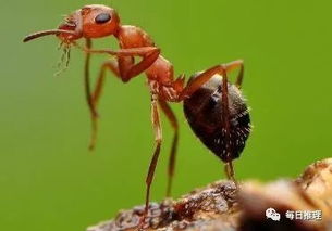 关于蚂蚁的冷知识(关于蚂蚁的百科知识)