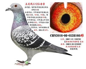 中国伟路鸽业 中信网铭鸽展厅 www.ag188.com 